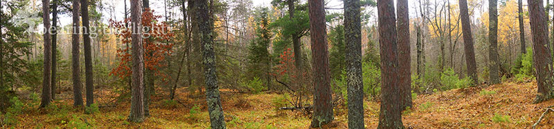 Bearing the Light Panorama Gallery